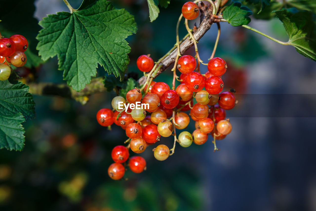 RED CHERRIES GROWING ON TREE