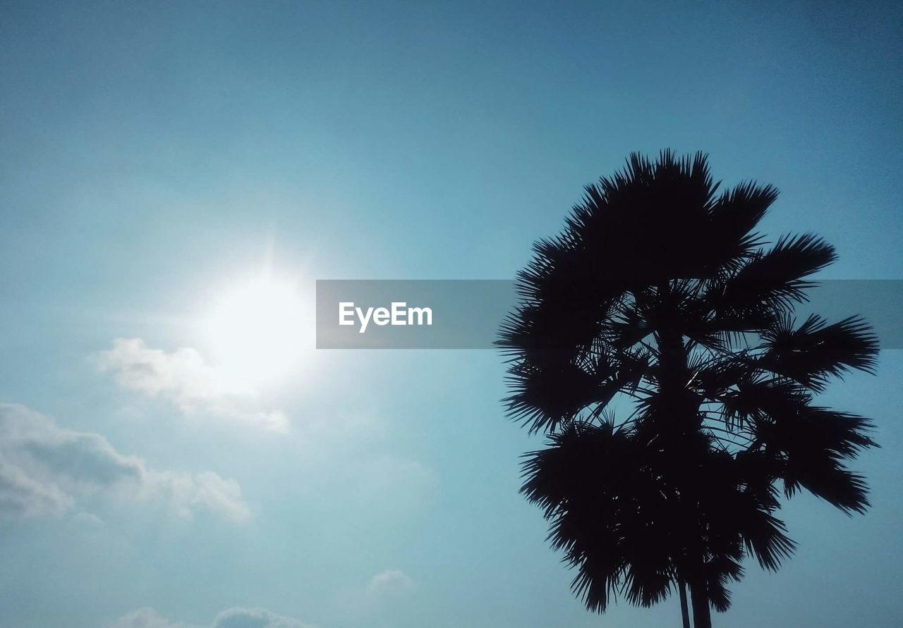 Low angle view of silhouette tree against sky