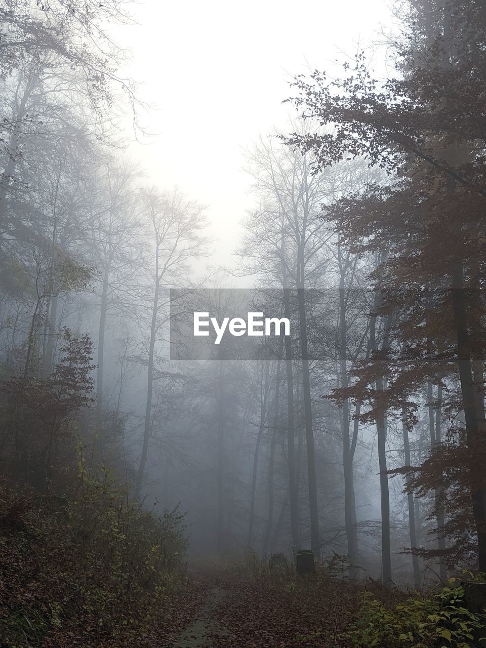 Trees in forest against sky