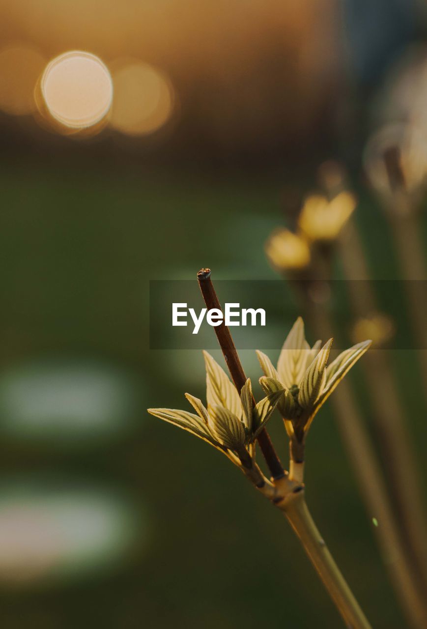 yellow, plant, close-up, macro photography, flower, sunlight, leaf, nature, green, beauty in nature, flowering plant, focus on foreground, no people, growth, grass, plant stem, freshness, outdoors, tranquility, morning, branch, sky, selective focus, agriculture, water, environment, field, fragility, blossom, defocused, autumn, summer, land, springtime