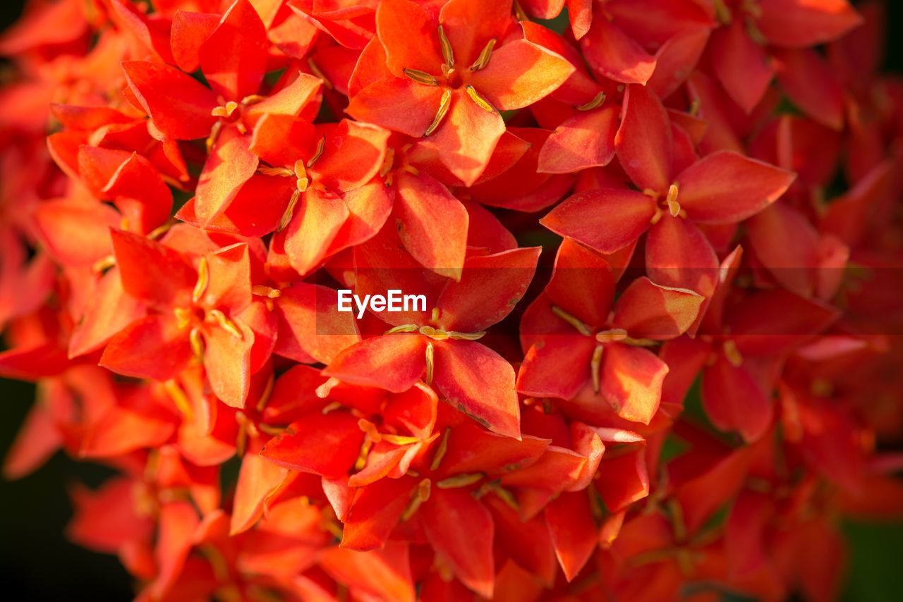 CLOSE-UP OF RED FLOWERING PLANTS