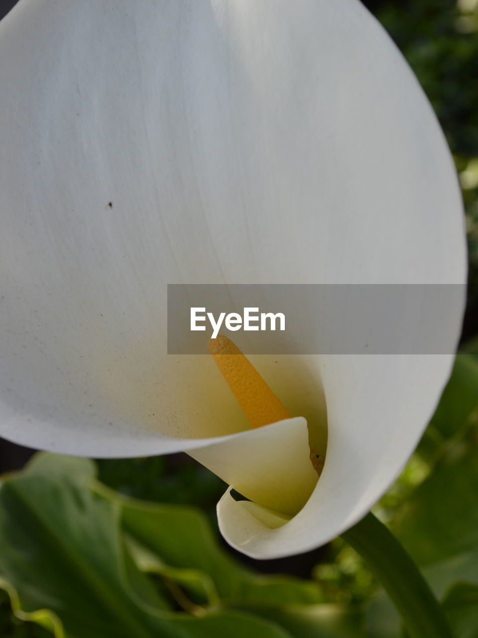 CLOSE-UP OF FLOWER BLOOMING