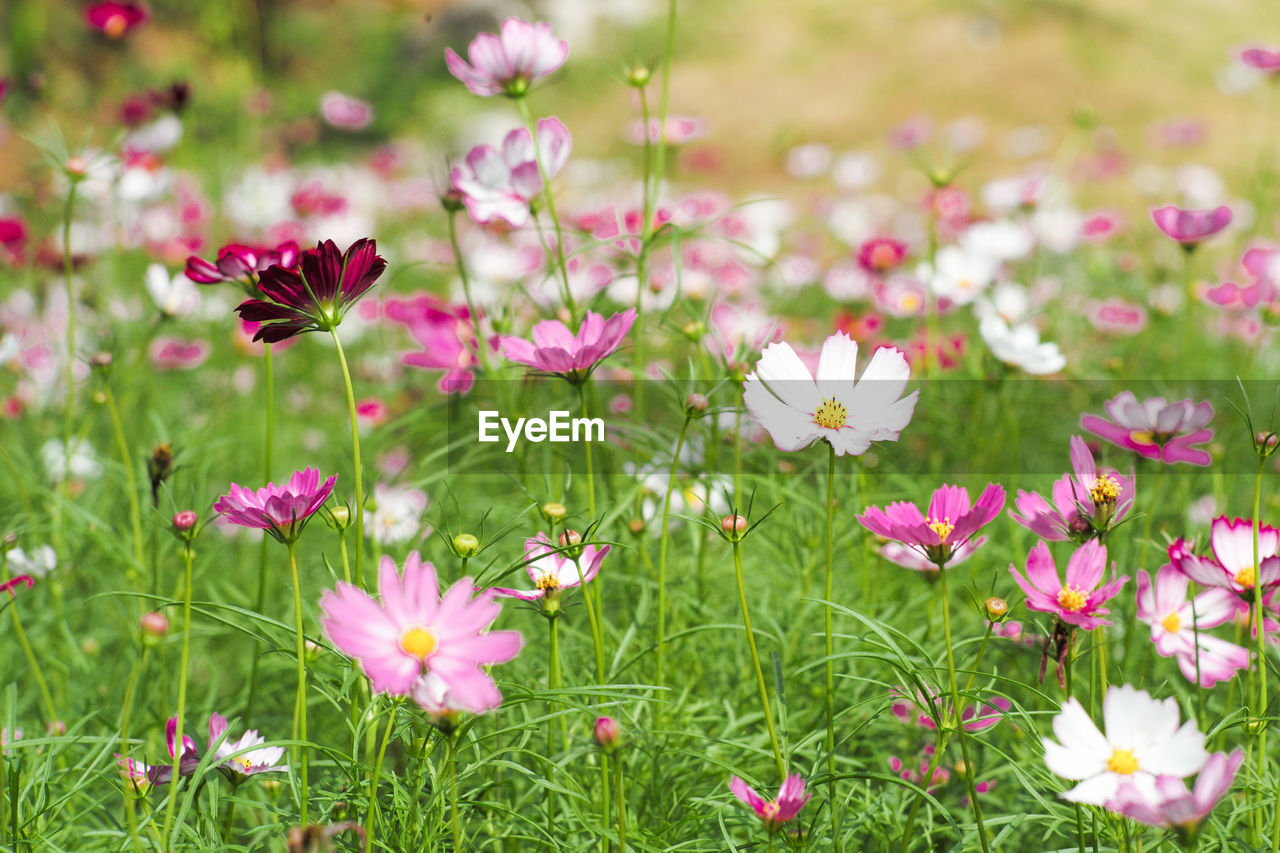 flower, flowering plant, plant, garden cosmos, freshness, beauty in nature, meadow, grass, nature, pink, field, fragility, no people, close-up, summer, daisy, flower head, petal, growth, plain, grassland, inflorescence, green, land, environment, wildflower, springtime, outdoors, lawn, multi colored, flowerbed, backgrounds, focus on foreground, social issues, blossom, day, selective focus, sunlight, botany, plant part, tranquility, landscape, environmental conservation, cosmos, medicine, prairie, sky, leaf, cosmos flower, purple