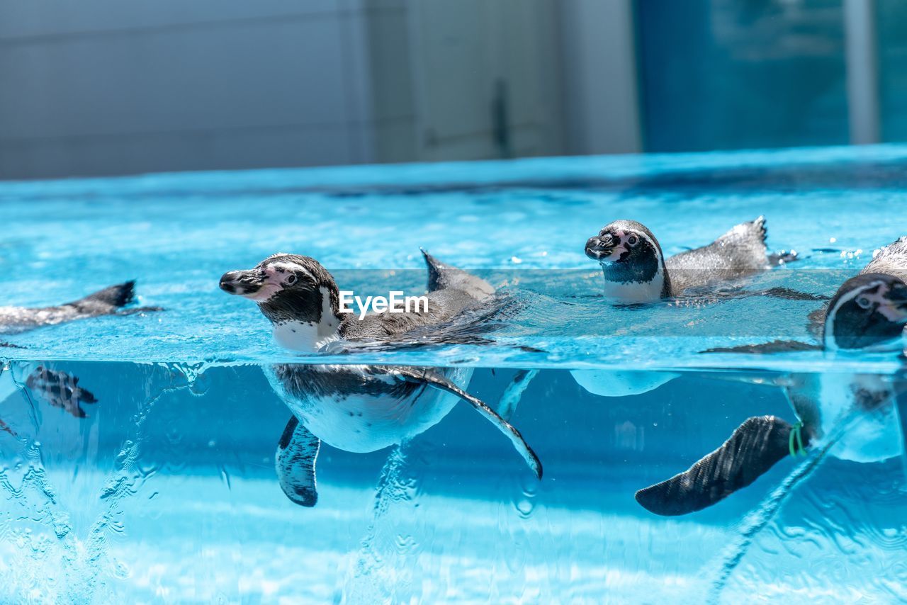 SWIMMING POOL IN A WATER