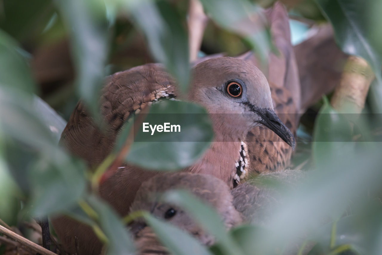 CLOSE-UP OF BIRD ON LEAVES