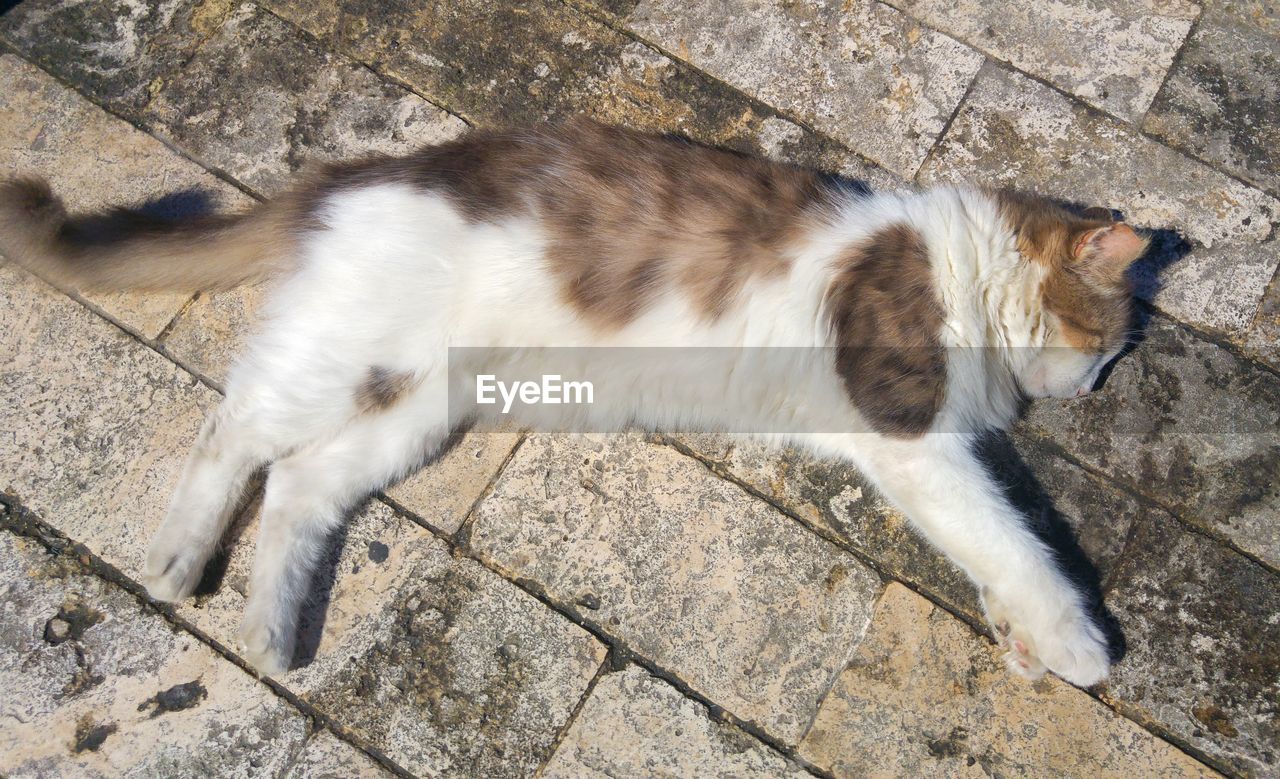 HIGH ANGLE VIEW OF CAT LYING DOWN ON FLOOR