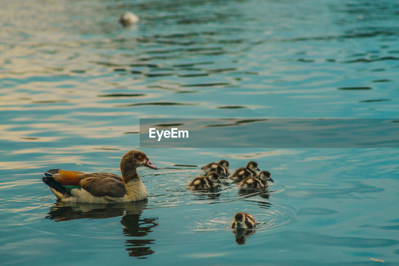 MALLARD DUCKS SWIMMING IN LAKE