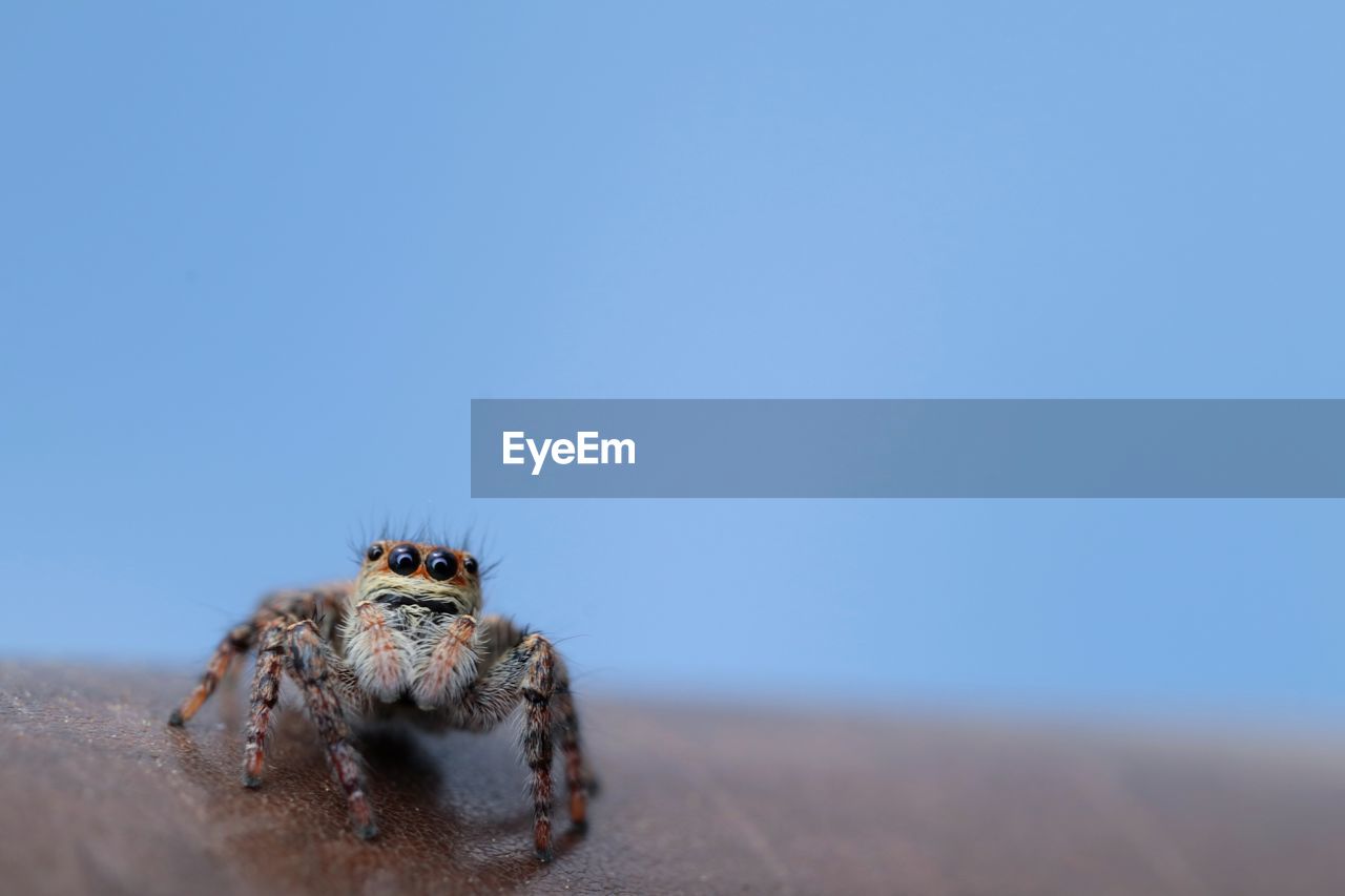 CLOSE-UP OF SPIDER ON THE GROUND