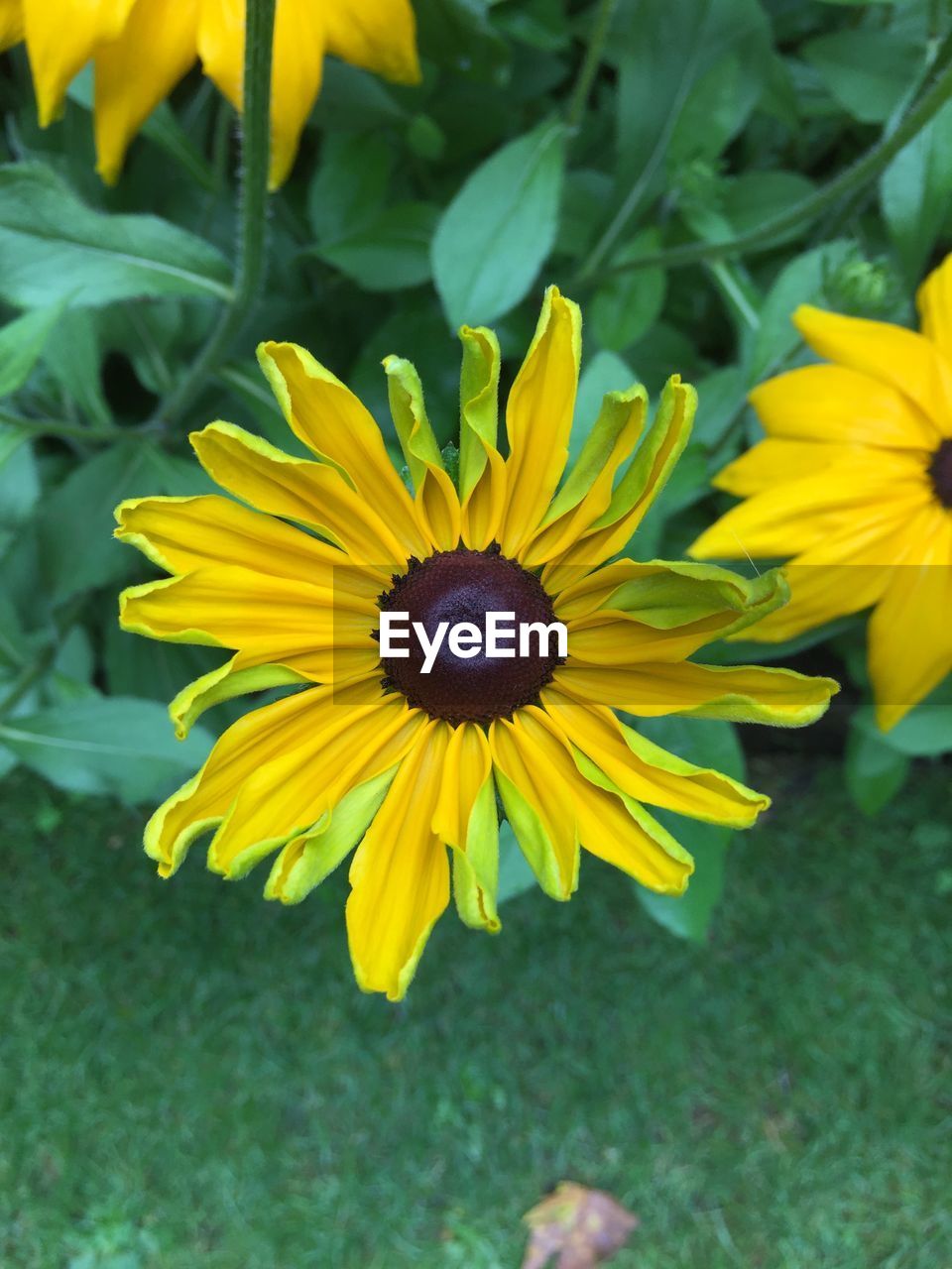 CLOSE-UP OF YELLOW FLOWERING PLANT