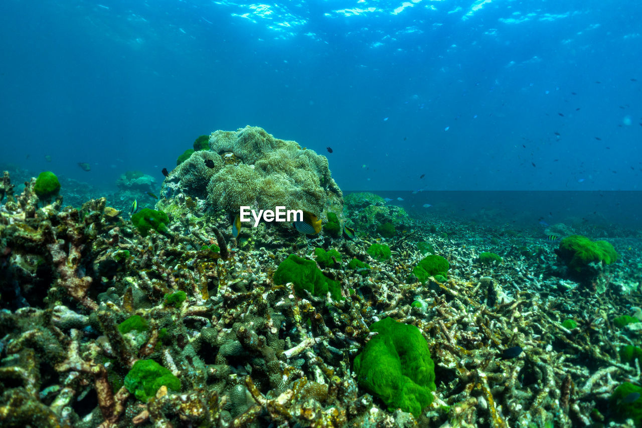 Underwater scene with coral reef and fish sea in surin islands phang nga southern of thailand.