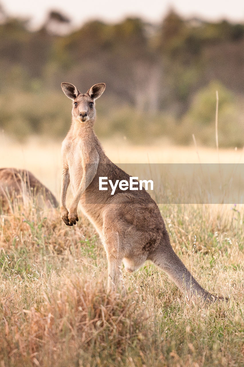 Portrait of kangaroo on field at national park