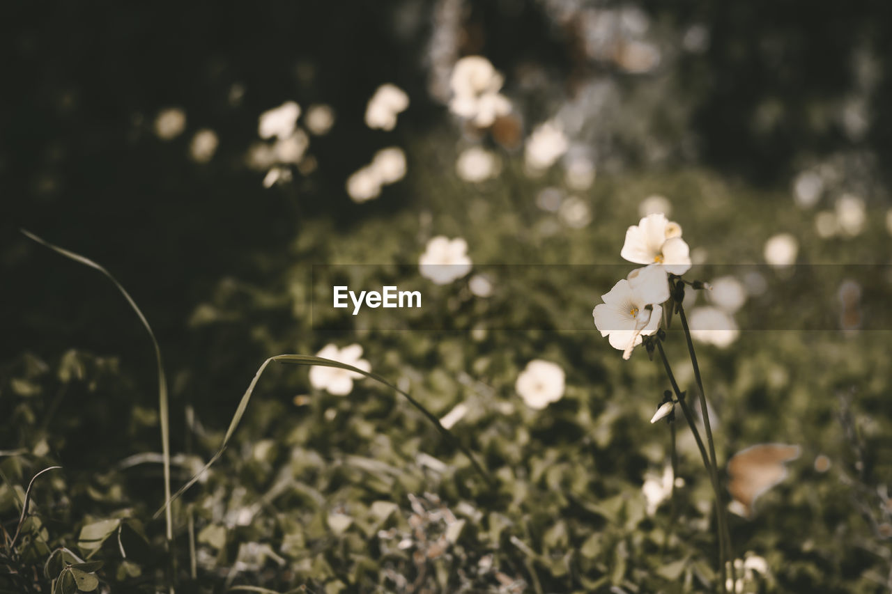 Close-up of white flowering plants on field