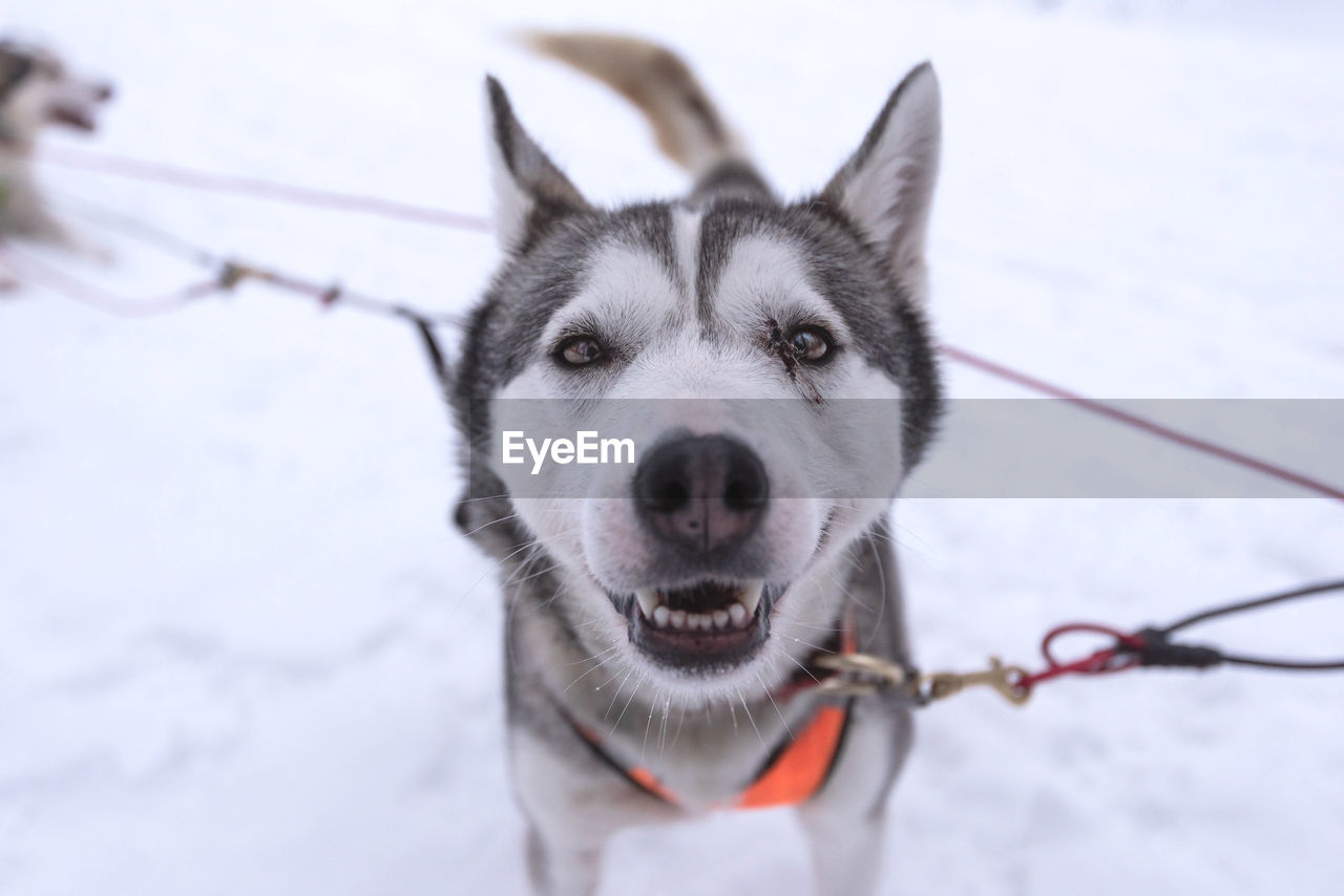 Portrait of a dog on snow