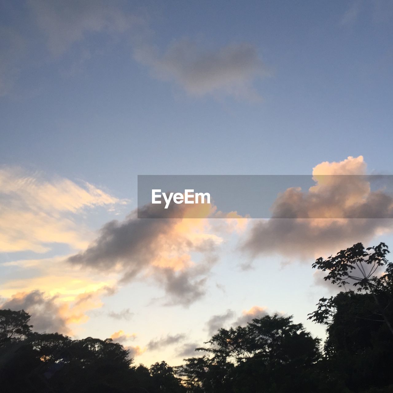 LOW ANGLE VIEW OF TREES AGAINST SKY