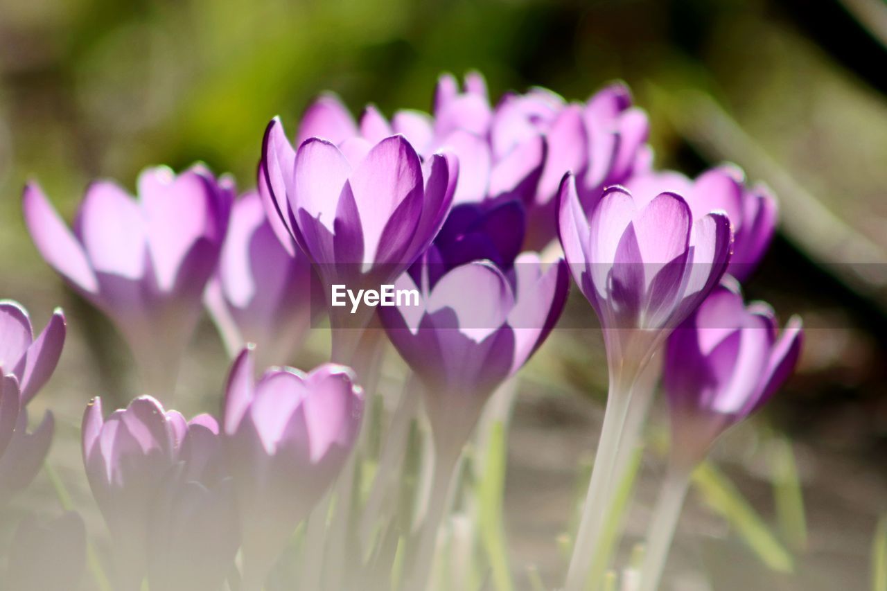 CLOSE-UP OF PURPLE CROCUS FLOWERS ON FIELD