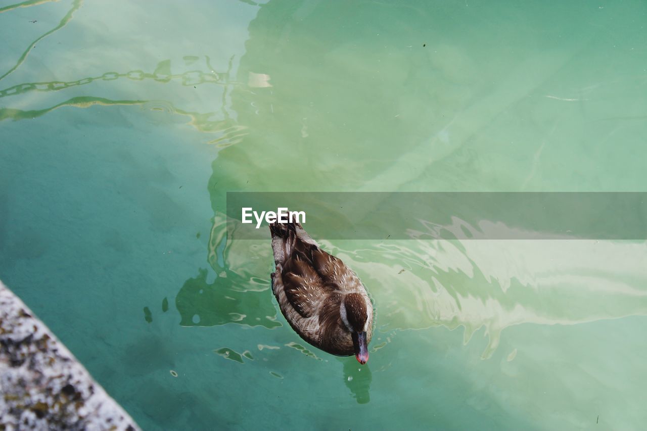 HIGH ANGLE VIEW OF BIRD SWIMMING ON LAKE