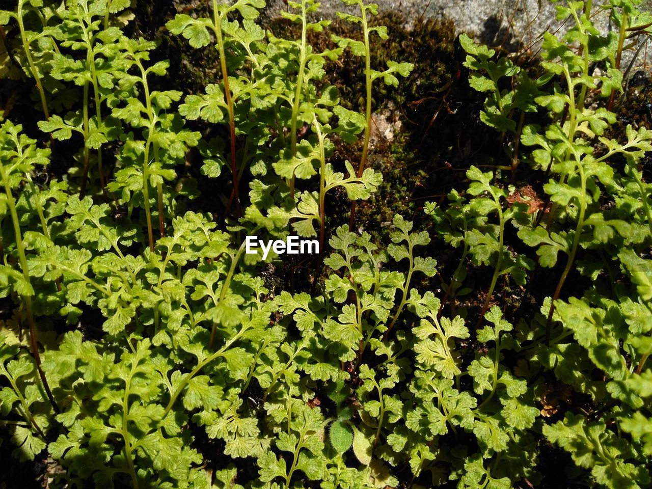 HIGH ANGLE VIEW OF PLANTS