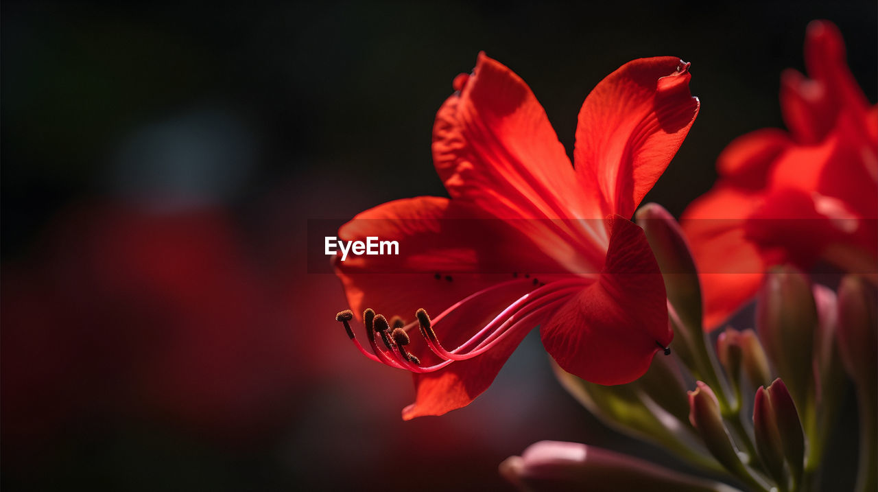 close-up of red flower
