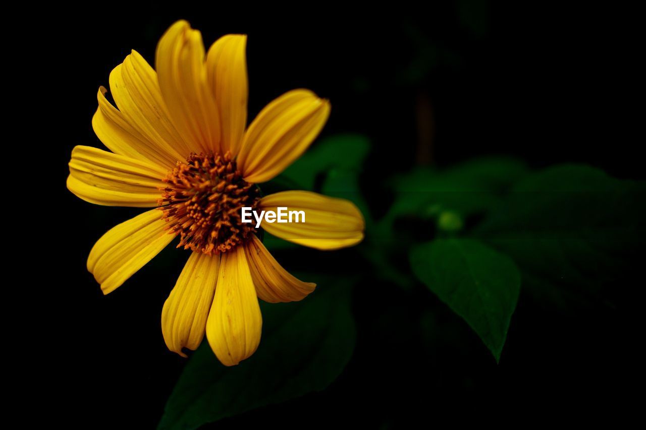 CLOSE-UP OF YELLOW FLOWER IN BLACK BACKGROUND