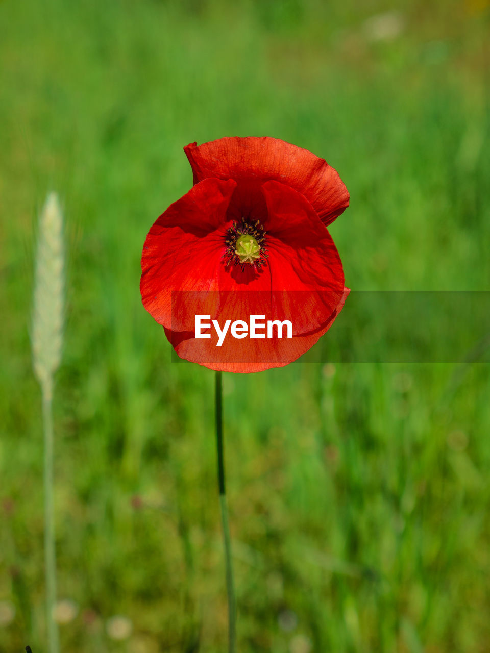 Close-up of red poppy