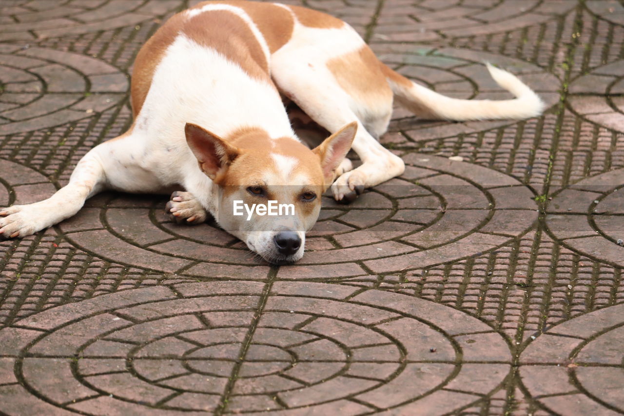 animal themes, pet, animal, one animal, dog, mammal, domestic animals, canine, relaxation, cobblestone, footpath, no people, high angle view, lying down, day, portrait, puppy, flooring, paving stone, looking at camera, street