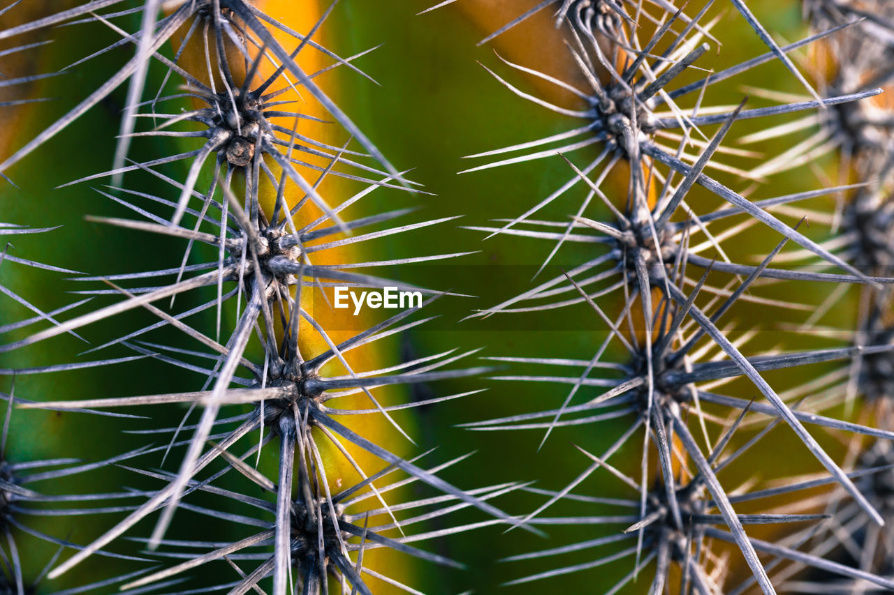 CLOSE-UP OF CACTUS PLANT