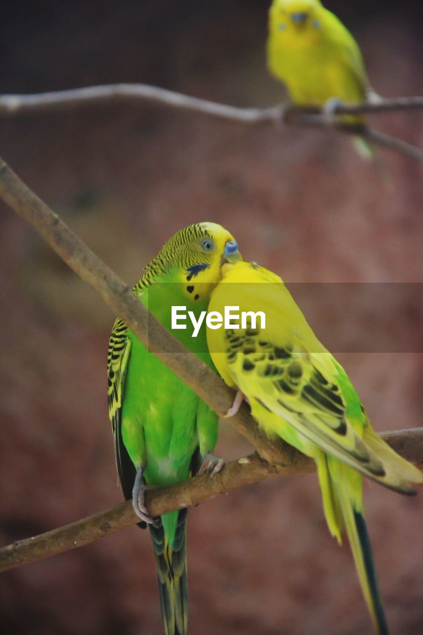 Close-up of budgerigars perching on branch