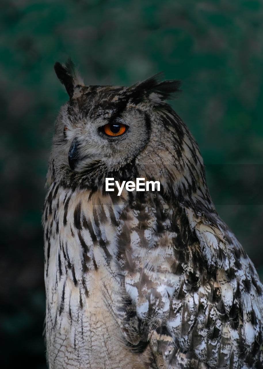 Close-up portrait of owl