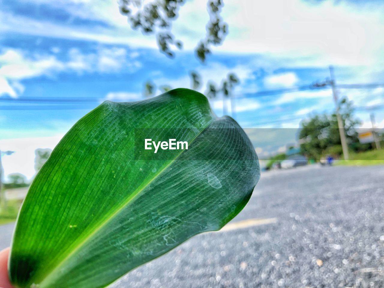 CLOSE-UP OF LEAF AGAINST SKY