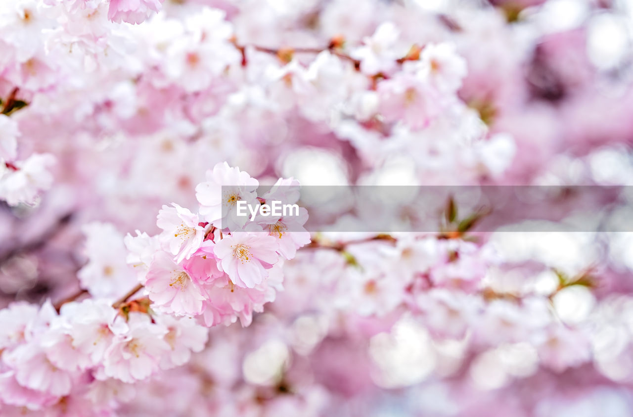 plant, flower, flowering plant, freshness, springtime, pink, blossom, beauty in nature, fragility, tree, cherry blossom, nature, growth, branch, close-up, food, produce, no people, flower head, outdoors, inflorescence, backgrounds, spring, petal, cherry tree, selective focus, macro photography, pastel colored, day, food and drink, cherry, botany, softness, defocused, almond, tranquility, white