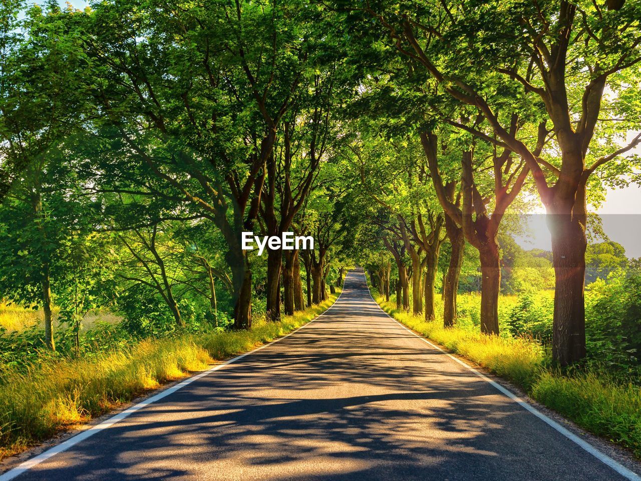 Road amidst trees in forest