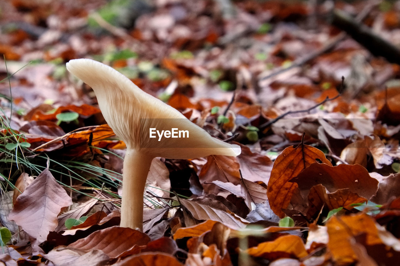 Close-up of mushroom on fallen maple leaves