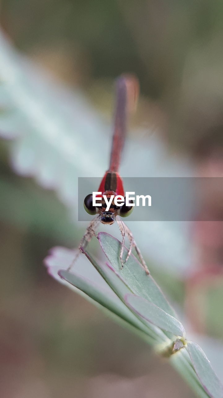 CLOSE-UP OF INSECT ON RED LEAF