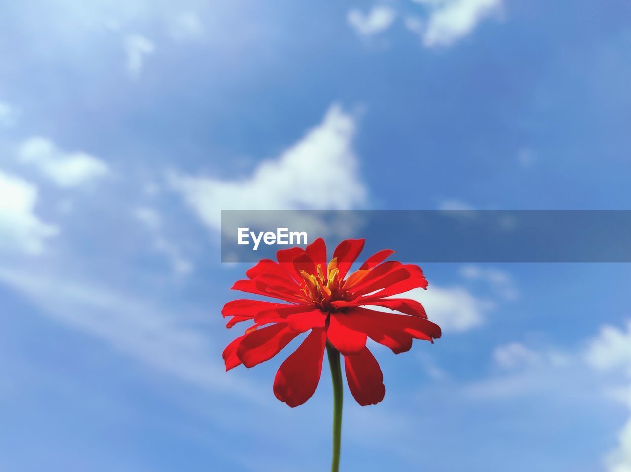 Low angle view of red flowering plant against sky