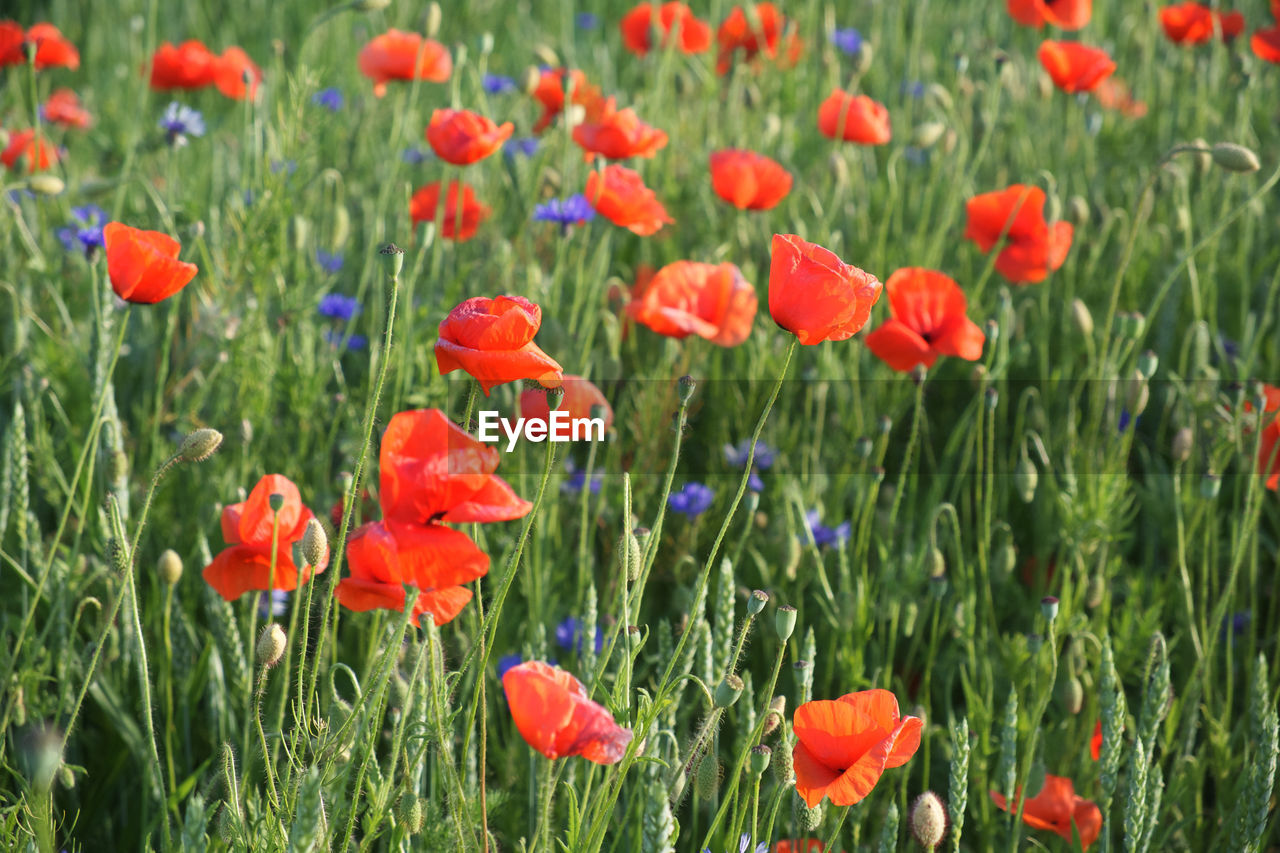 RED POPPY FLOWERS IN FIELD