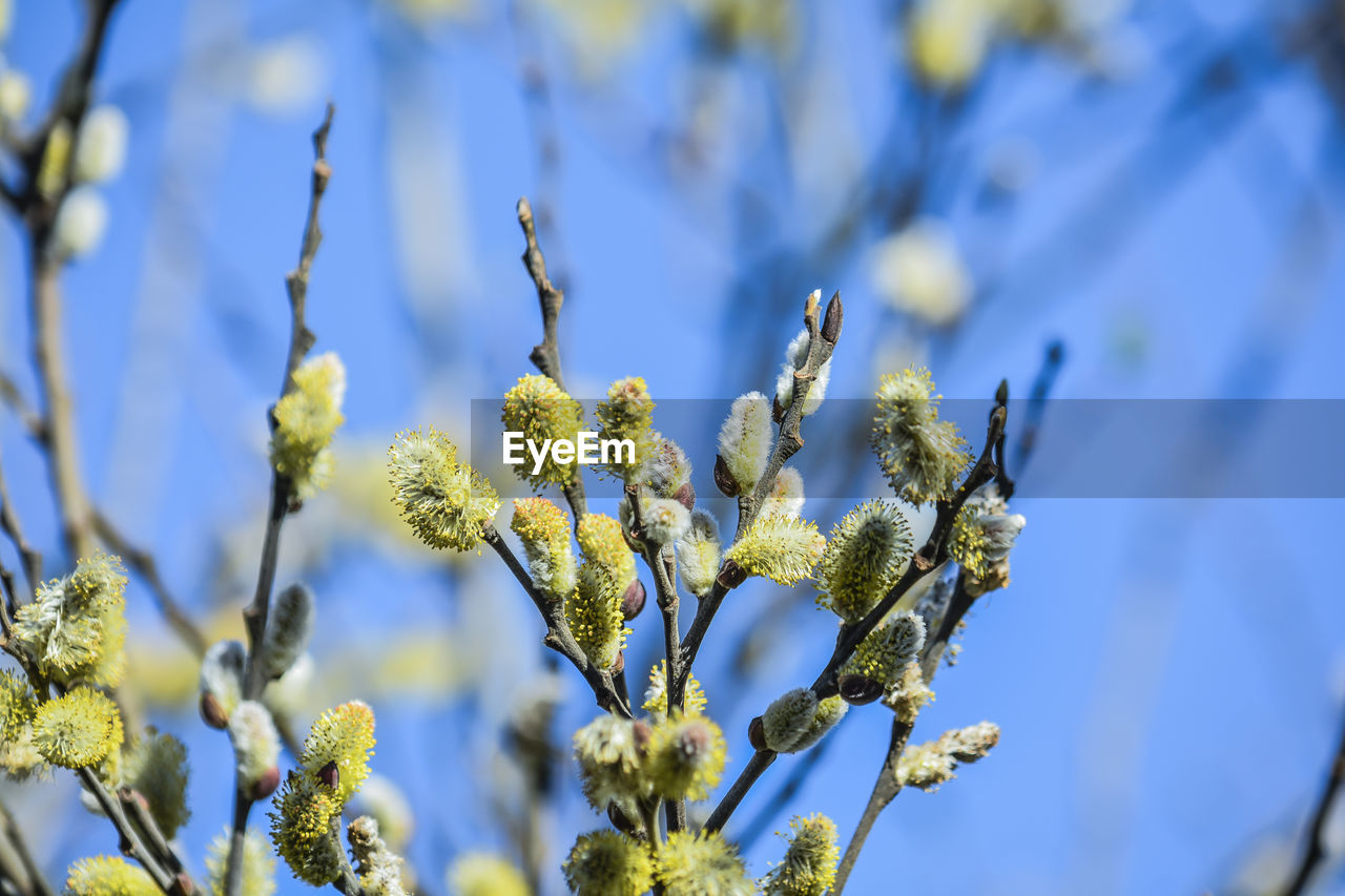 CLOSE-UP OF FLOWERING PLANT AGAINST TREE