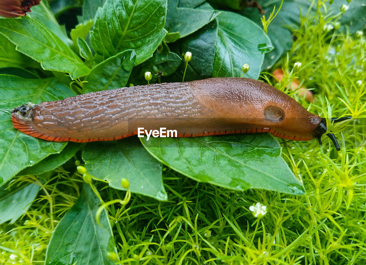 Close-up of a slug on leaf