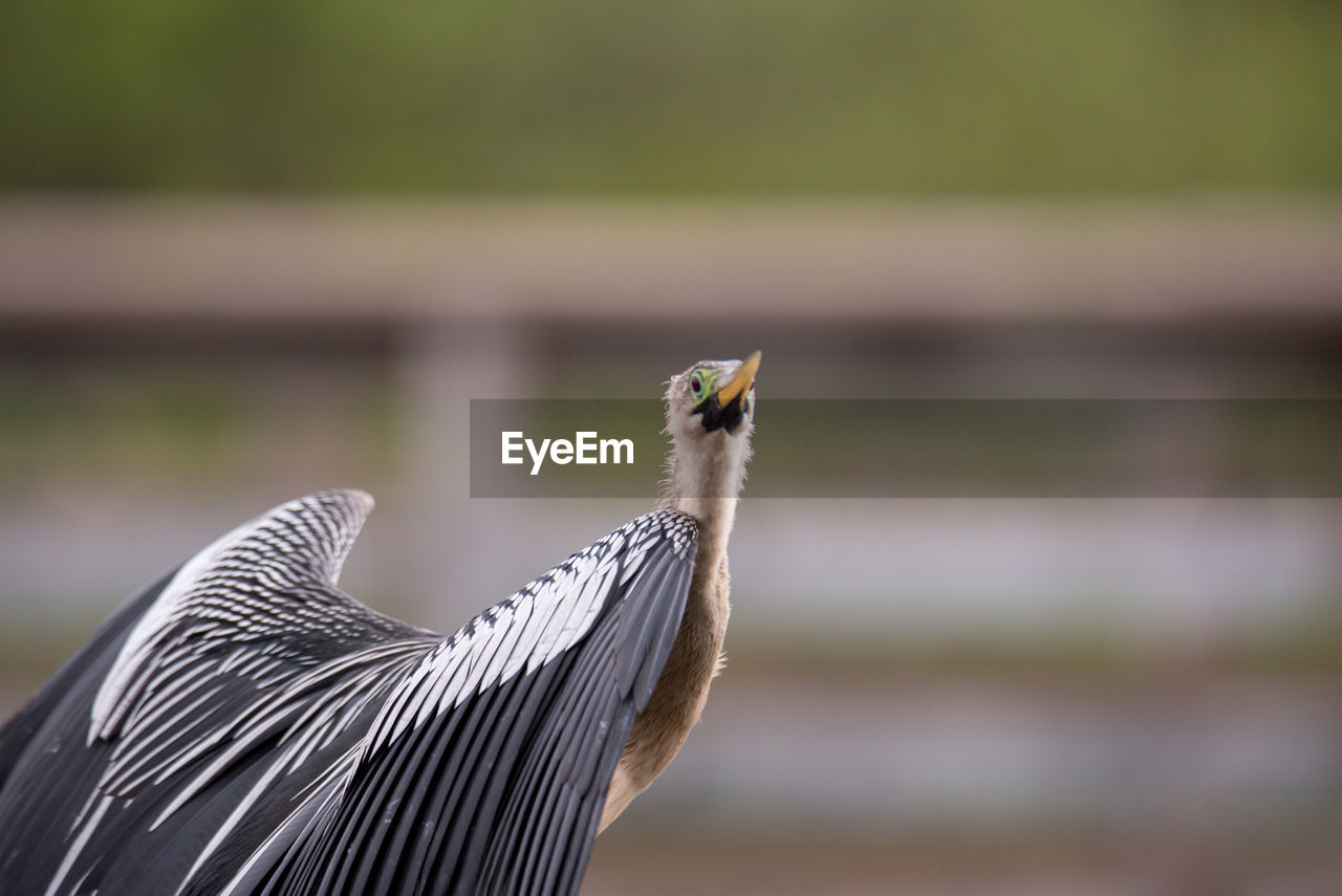 Close-up of bird