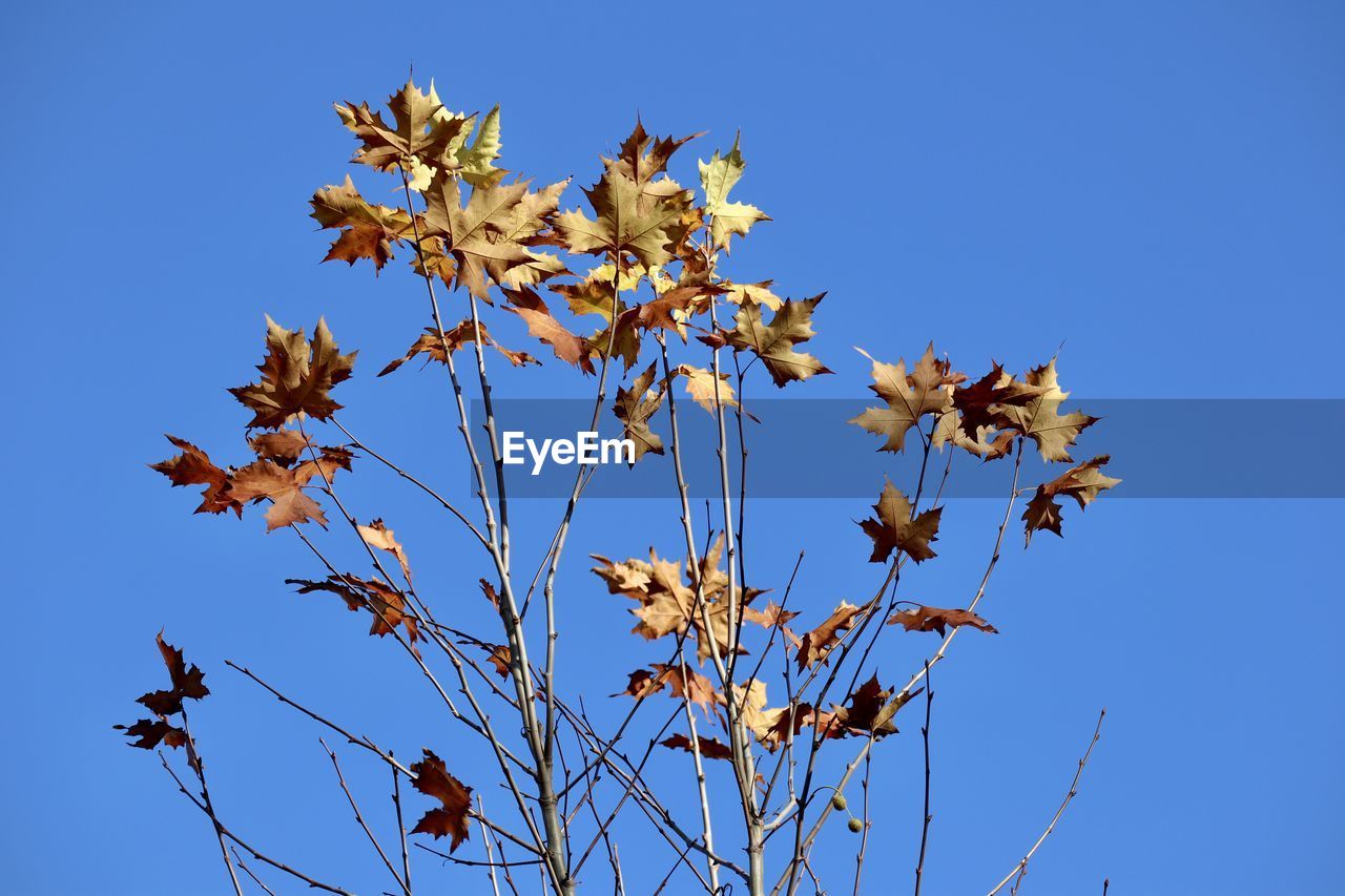 LOW ANGLE VIEW OF PLANT AGAINST BLUE SKY