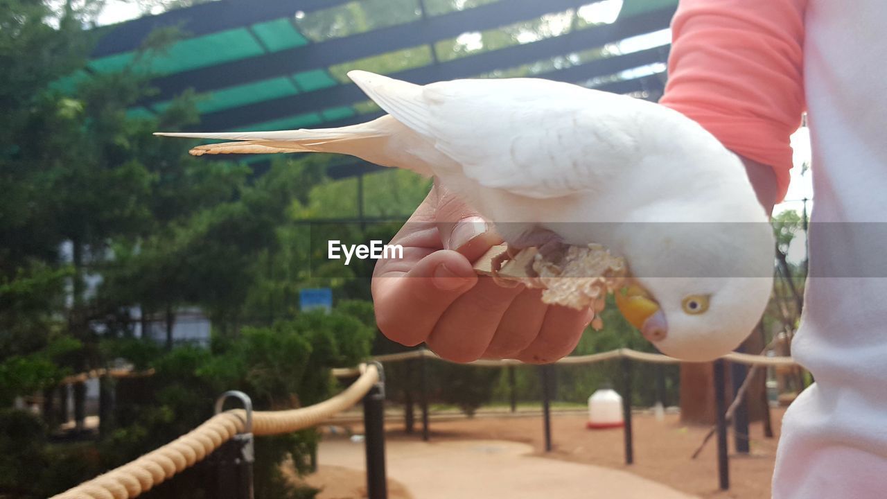 Close-up of hand holding white parrot 