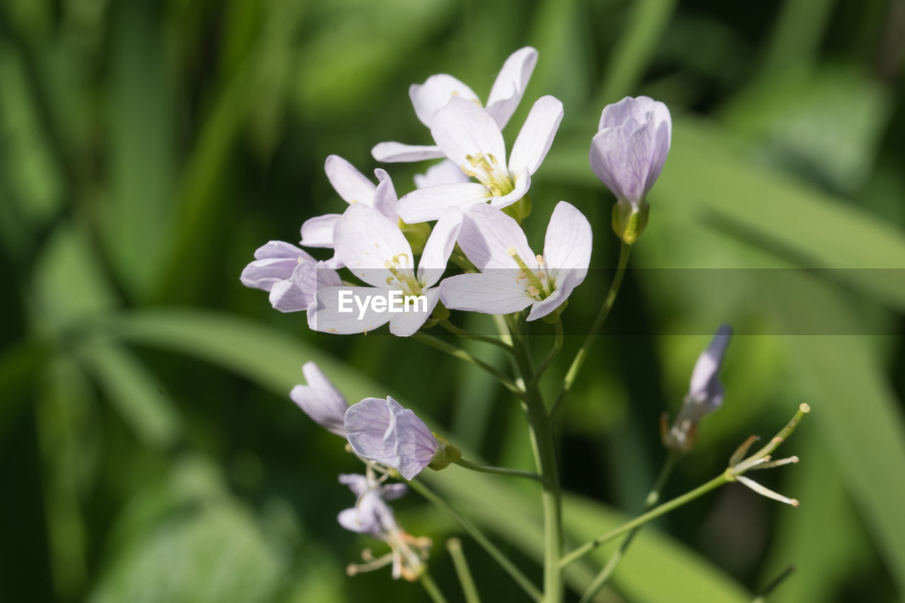 CLOSE-UP OF PURPLE FLOWER BUDS