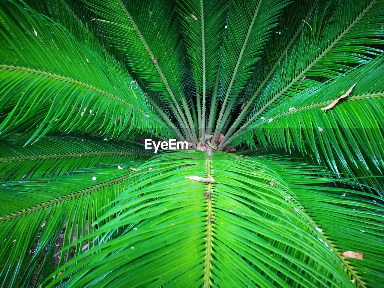 CLOSE-UP OF GREEN LEAF