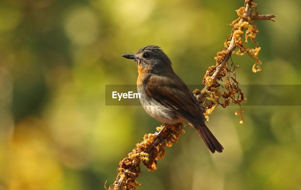 CLOSE-UP OF A BIRD PERCHING ON BRANCH