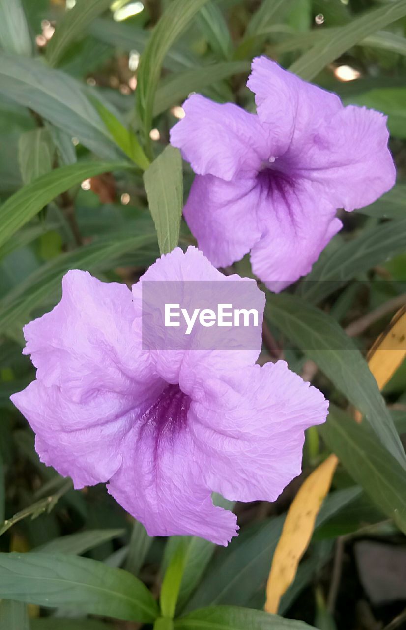 flower, flowering plant, plant, freshness, petal, beauty in nature, inflorescence, fragility, flower head, close-up, growth, pink, plant part, leaf, nature, purple, no people, blossom, botany, focus on foreground, pollen, outdoors, springtime