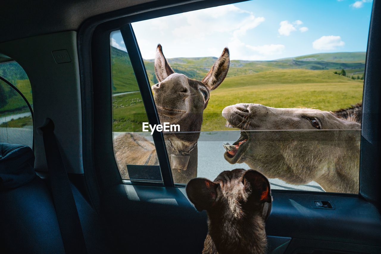 French bulldog in car looking at funny donkeys against mountain in summer