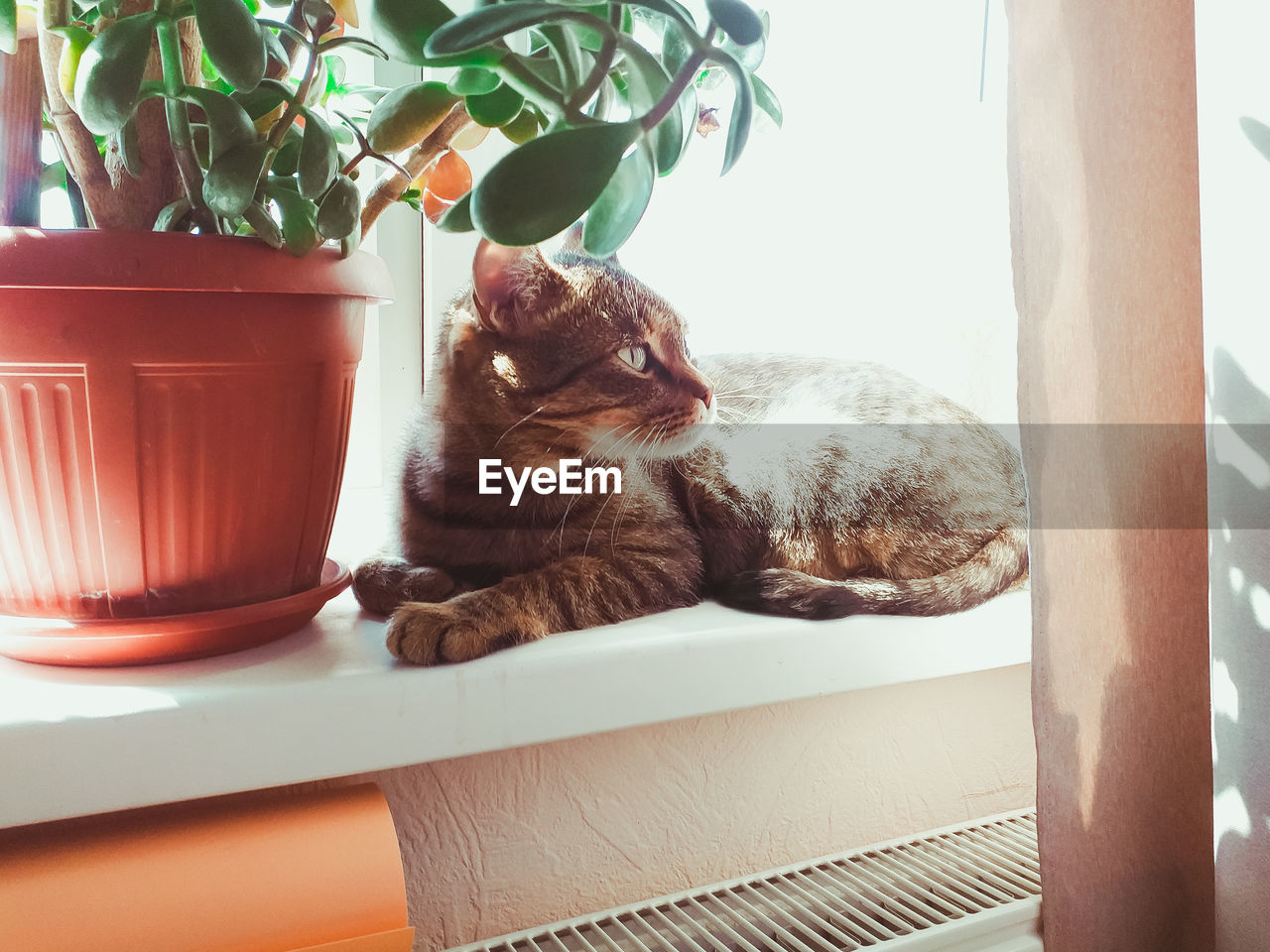 CAT SITTING ON TABLE