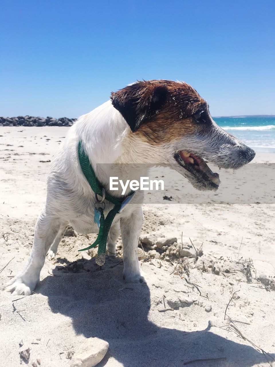 DOG STANDING ON SAND AT BEACH AGAINST SKY