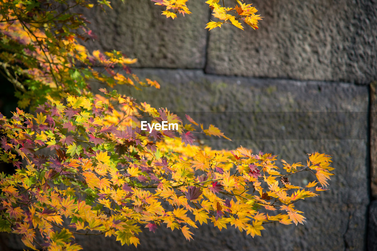 yellow, autumn, plant, leaf, nature, plant part, beauty in nature, day, no people, tree, outdoors, growth, flower, flowering plant, sunlight, wood, close-up, focus on foreground, maple leaf, orange color, branch, fragility, architecture, tranquility, wall - building feature, maple tree, freshness, footpath, built structure