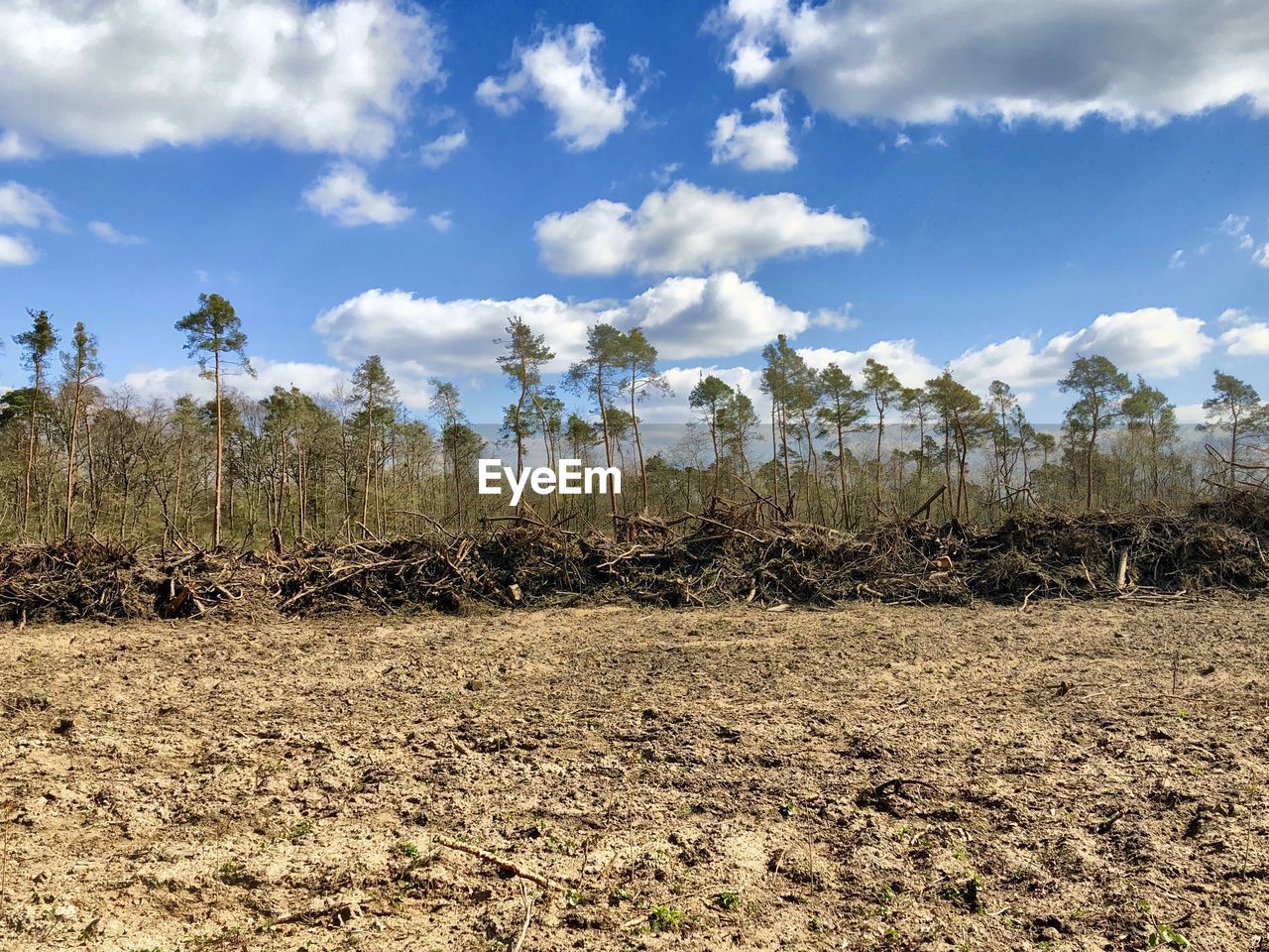 Plants growing on land against sky