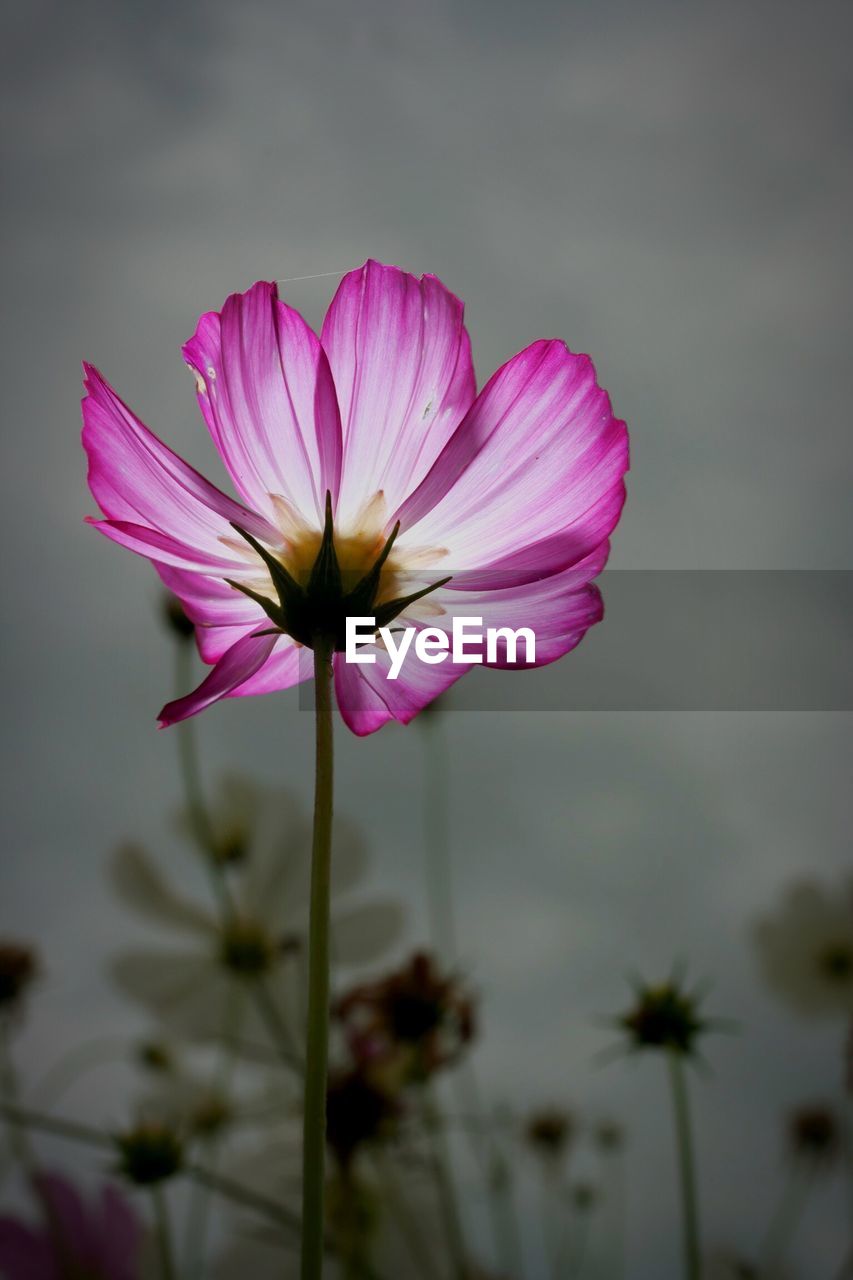 Close-up of pink flower blooming outdoors